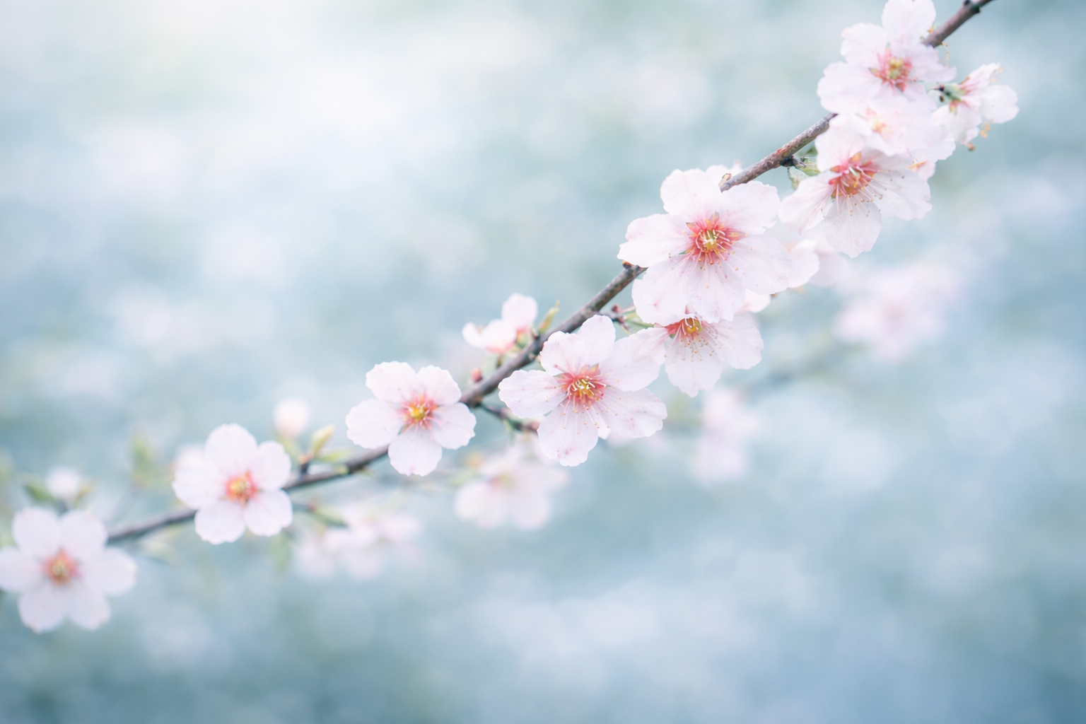 About Potomac Behavioral Health therapy in Maryland and Virginia, cool-toned green floral hero image symbolizing calm, resilience, and compassionate trauma-informed care.