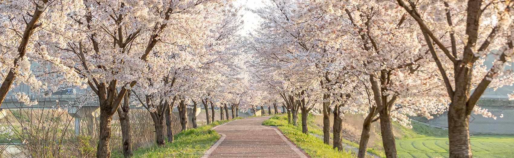 Contact Therapist Maryland Virginia Potomac Behavioral Health Cherry Blossom Path